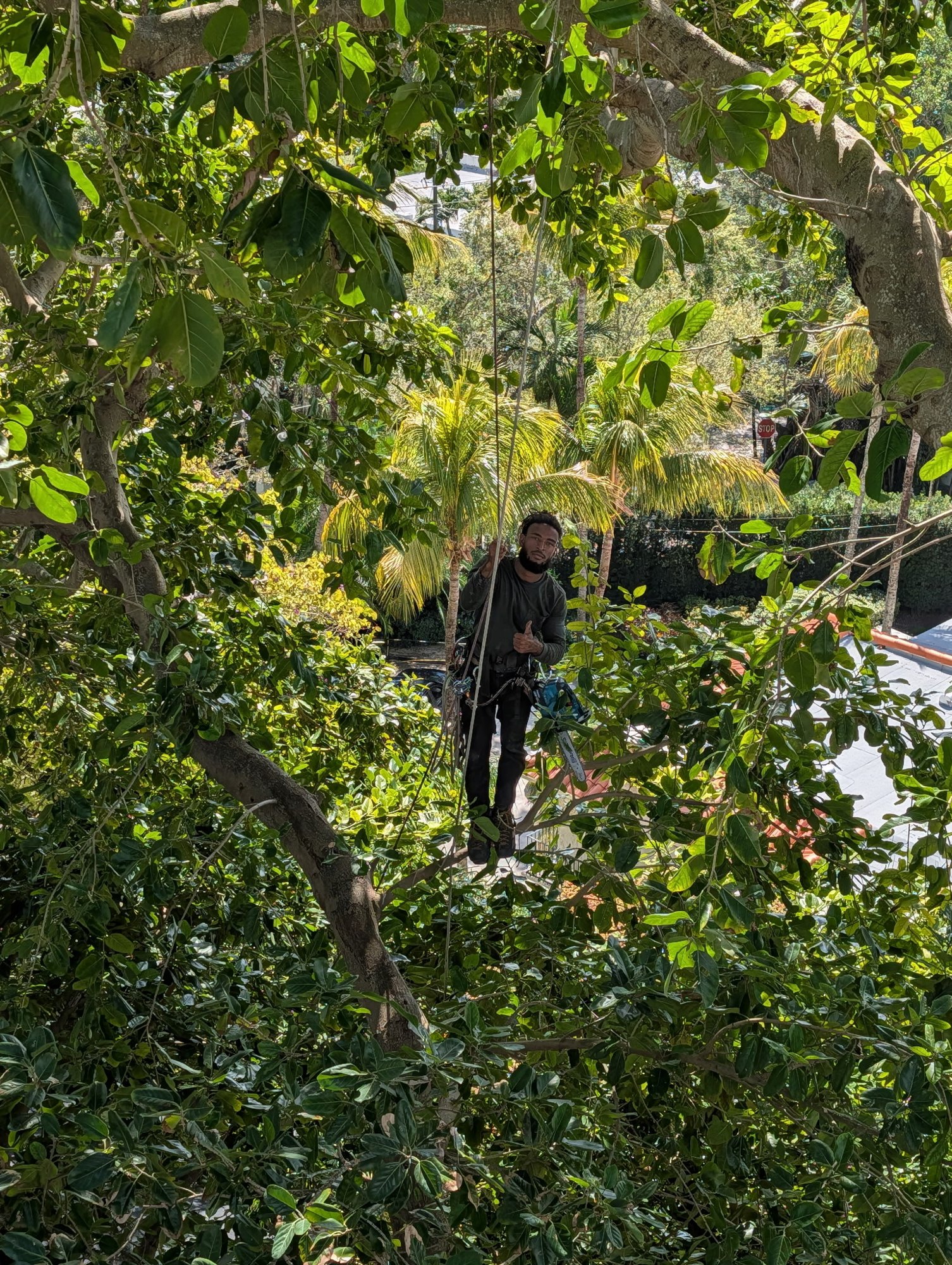Certified arborist roped in high in a dense tropical canopy, giving a thumbs up above a Miami home