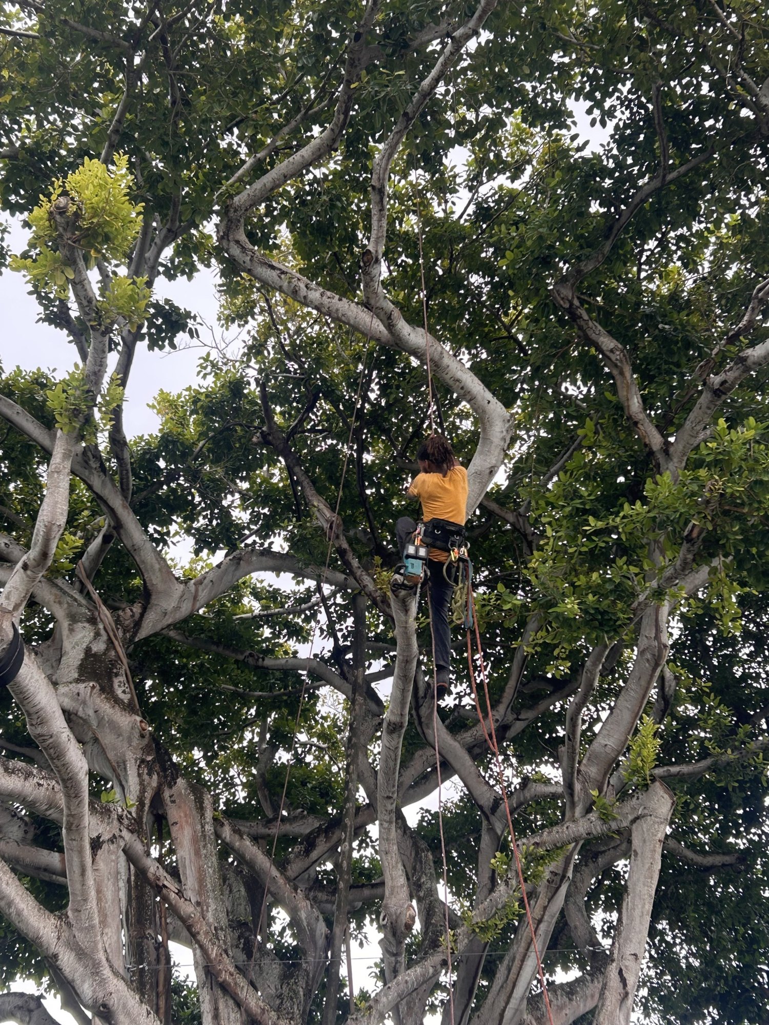 Arborist on rope and harness climbing high into the canopy of a large banyan tree in Miami