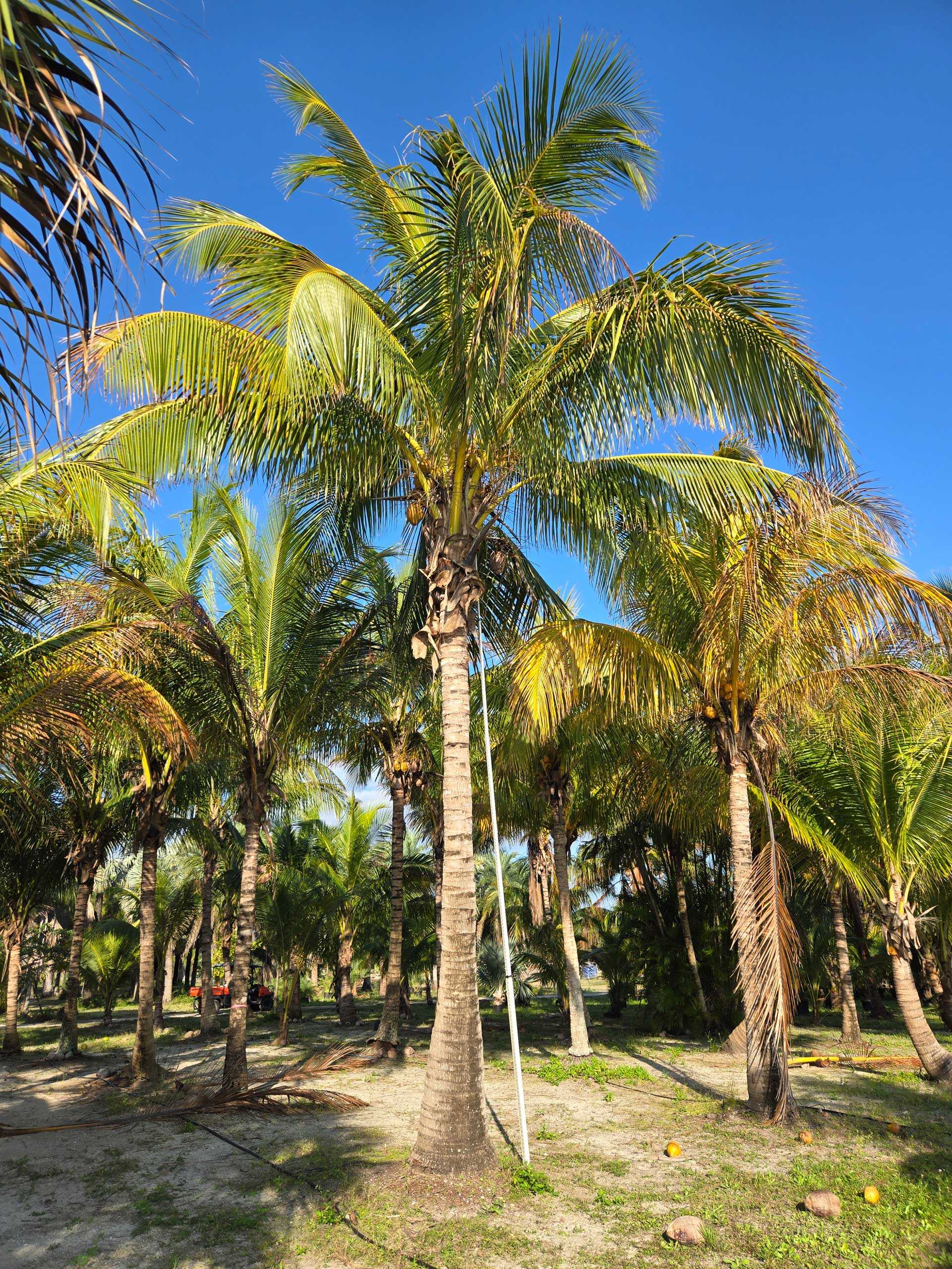 Coconut Palm (Cocos nucifera) in South Florida