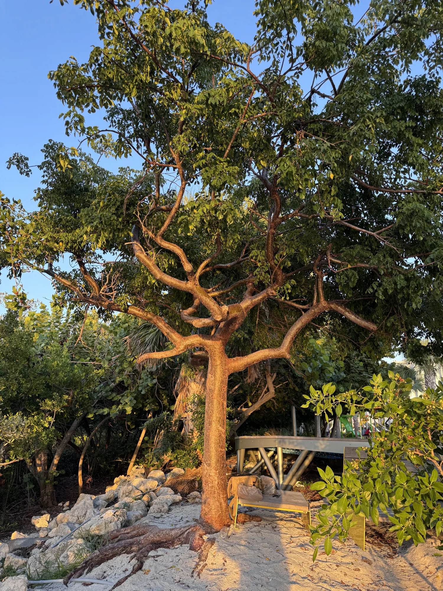Gumbo Limbo (Bursera simaruba) in South Florida