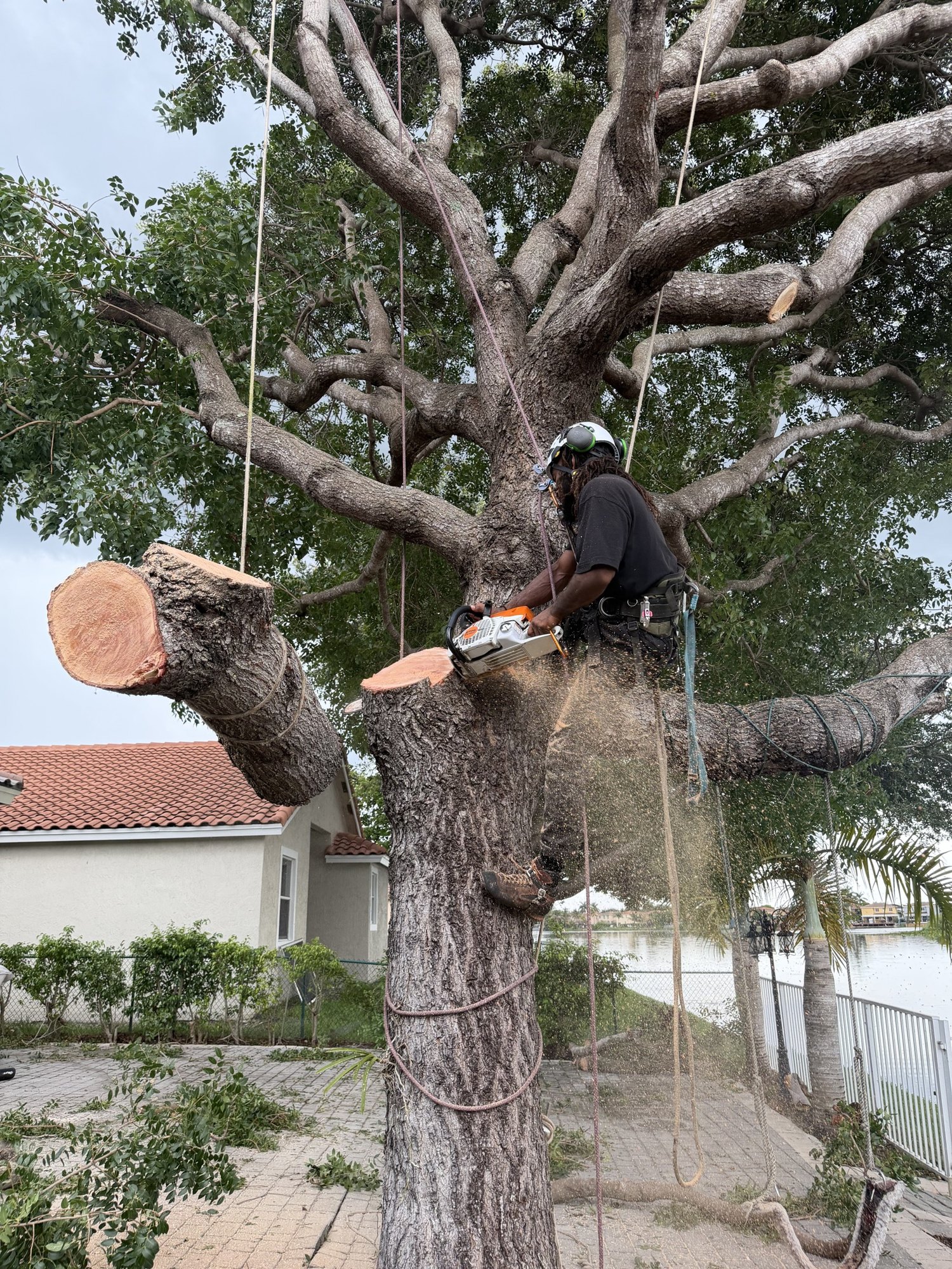 ISA Certified Arborist in harness cutting a large limb with a chainsaw while a rigged section is lowered by rope at a Miami lakefront home