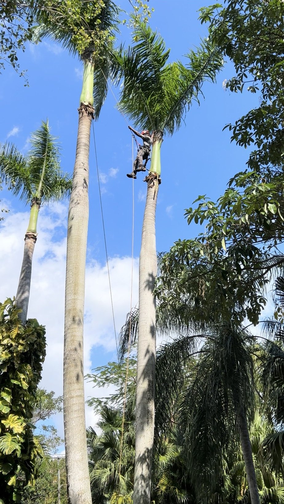 Arborist roped in beneath the crown of a tall royal palm against a blue Miami sky