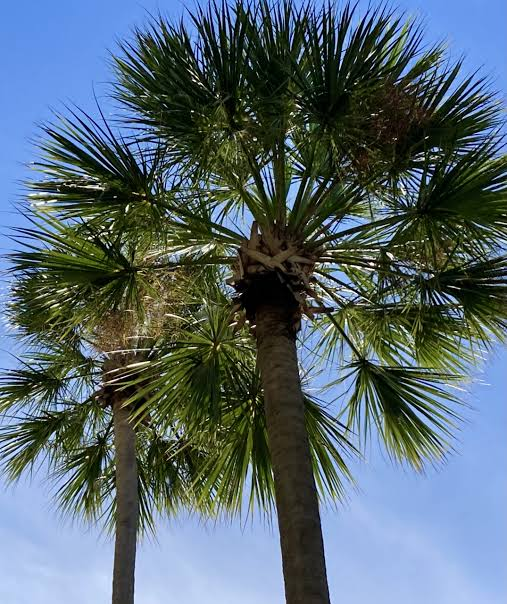 Healthy sabal palms with full green crowns against a clear South Florida sky