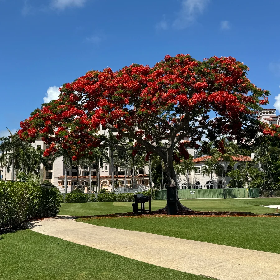 Royal Poinciana (Delonix regia) in South Florida