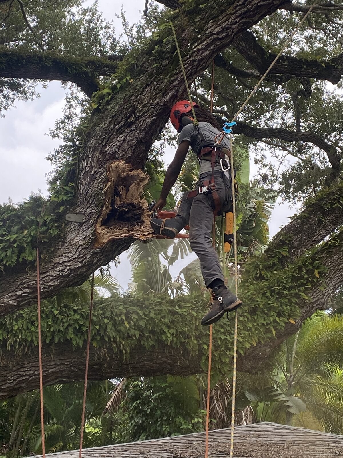 Arborist on climbing lines cutting out a torn, storm-damaged live oak limb above a Miami roof