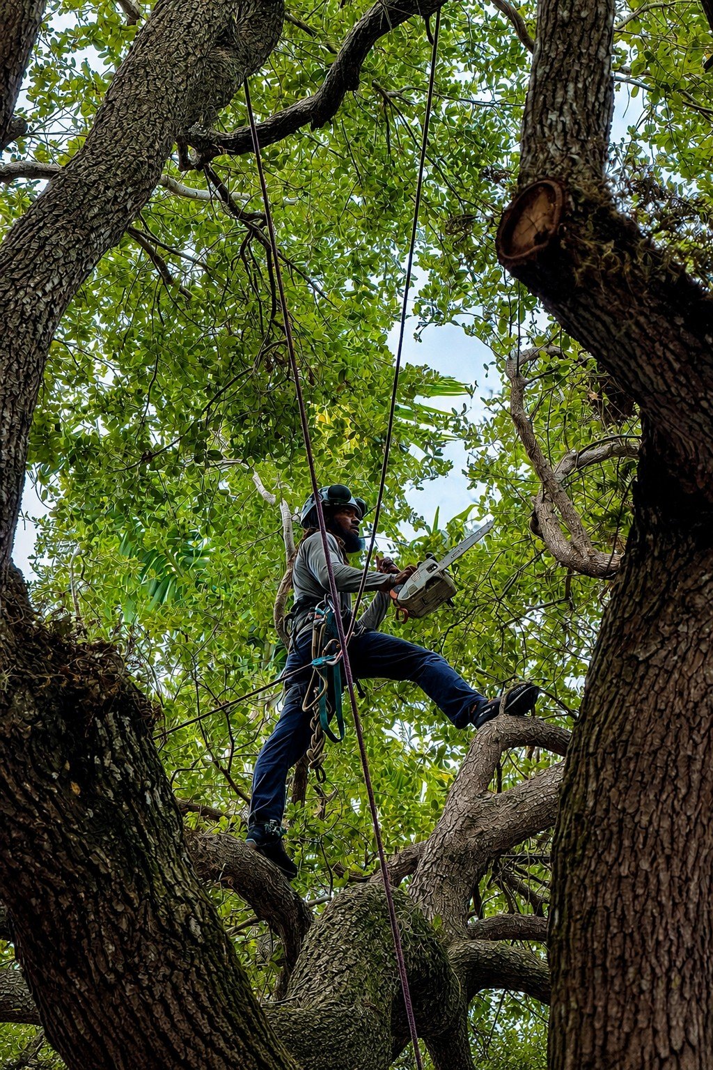 ISA Certified Arborist roped into a live oak canopy in Miami, holding a pruning saw beside a fresh structural cut