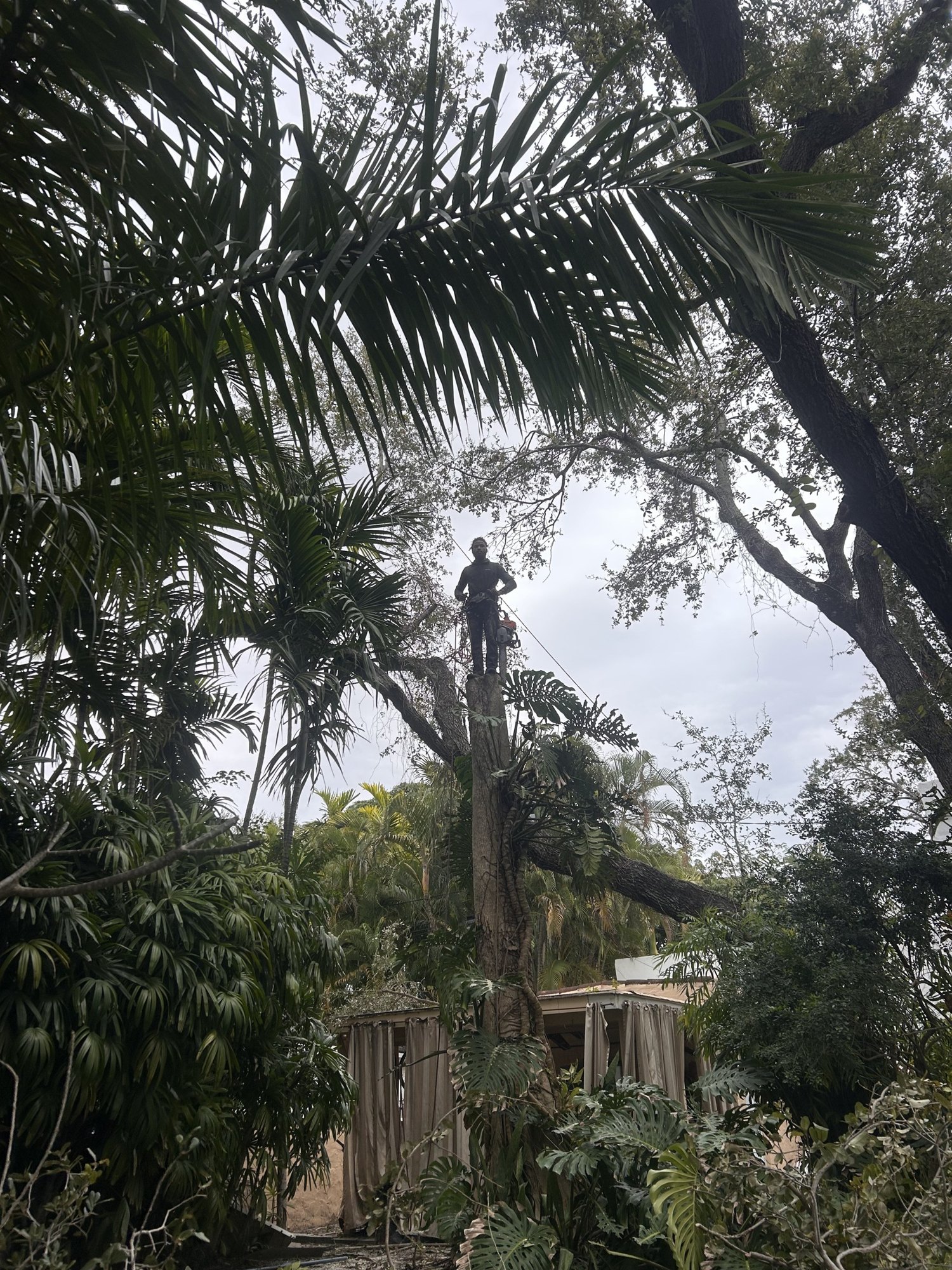 ISA Certified Arborist standing on a topped trunk during a controlled piece-by-piece tree removal in a tight Miami backyard