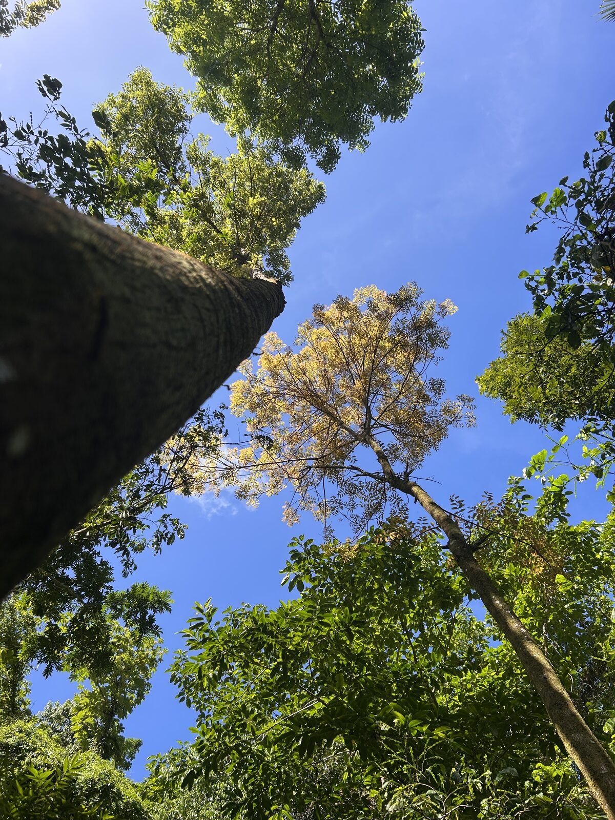 Looking up into a Miami tree canopy during an arborist assessment