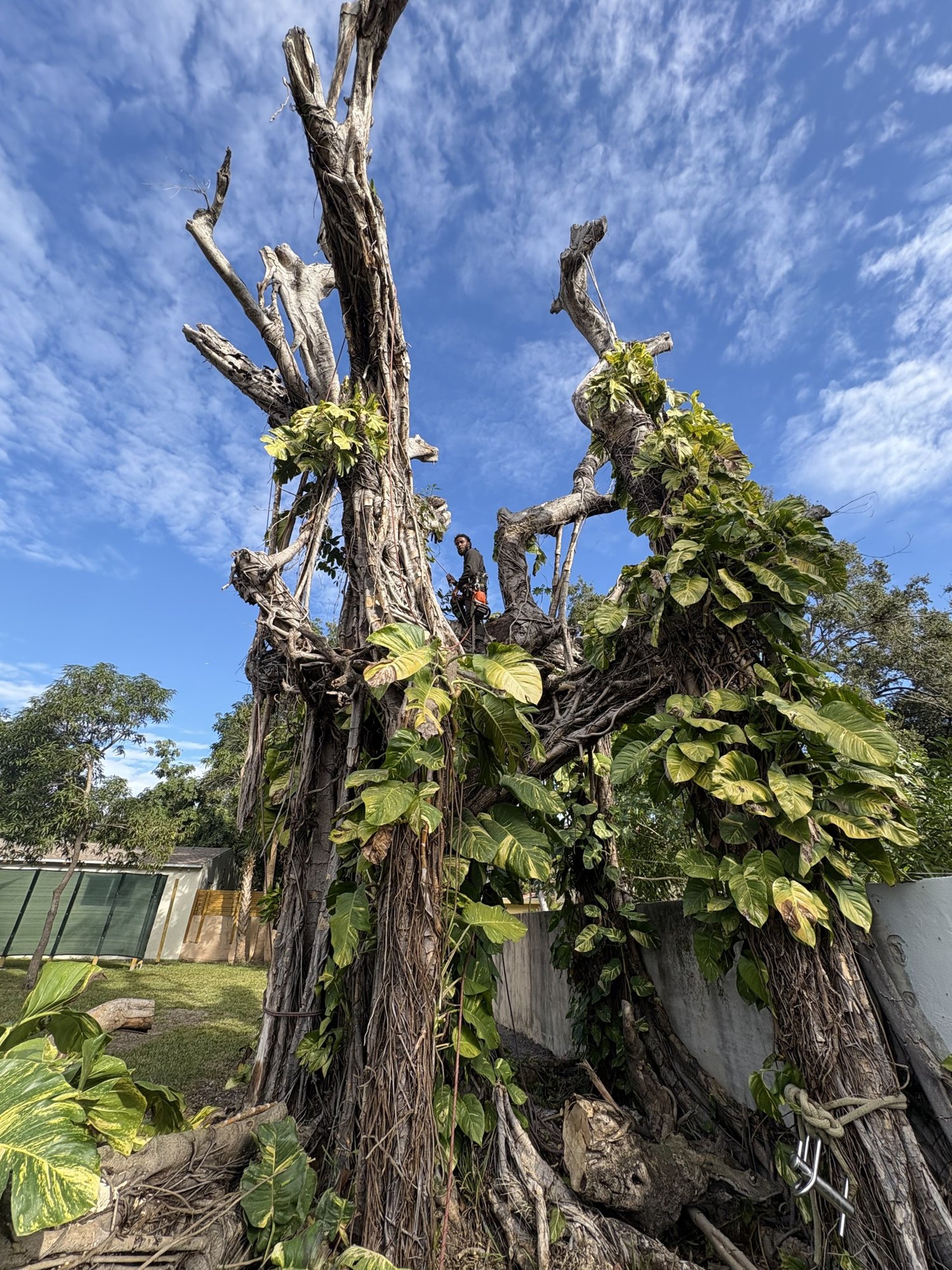 Arborist in a climbing harness working in the fork of a large vine-covered ficus in a Miami backyard