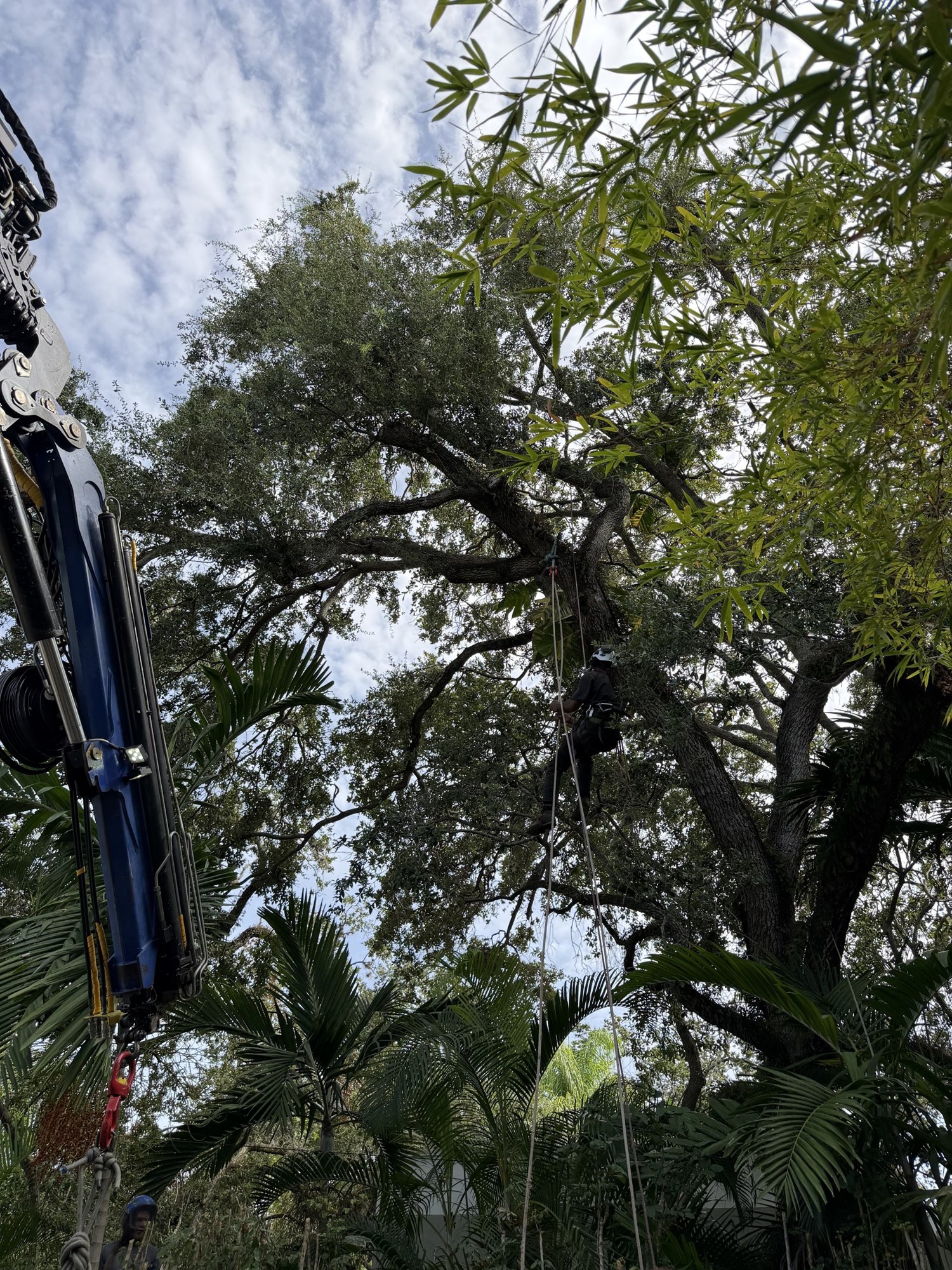 Arborist ascending a rope into a mature live oak canopy beside a knuckle boom crane in Coral Gables