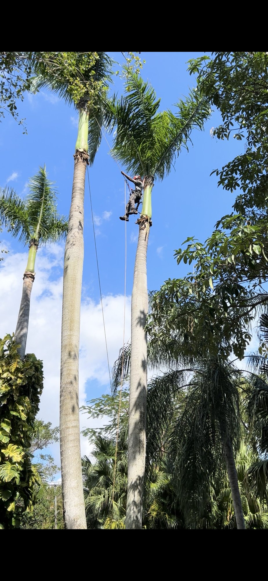 Arborist climbing a tall royal palm on rope to trim fronds in Coral Gables