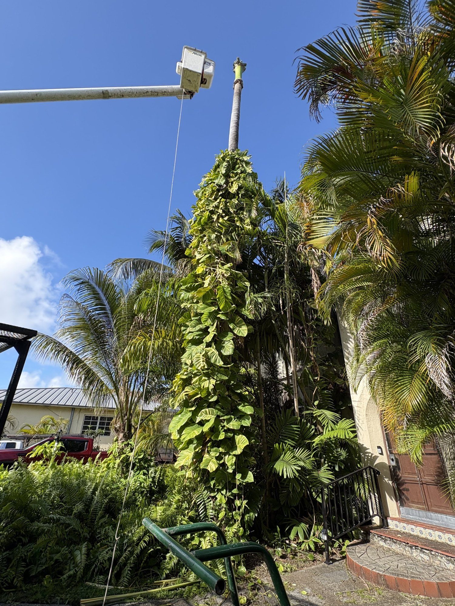 Bucket truck lift beside a vine-covered palm being removed next to a South Miami home
