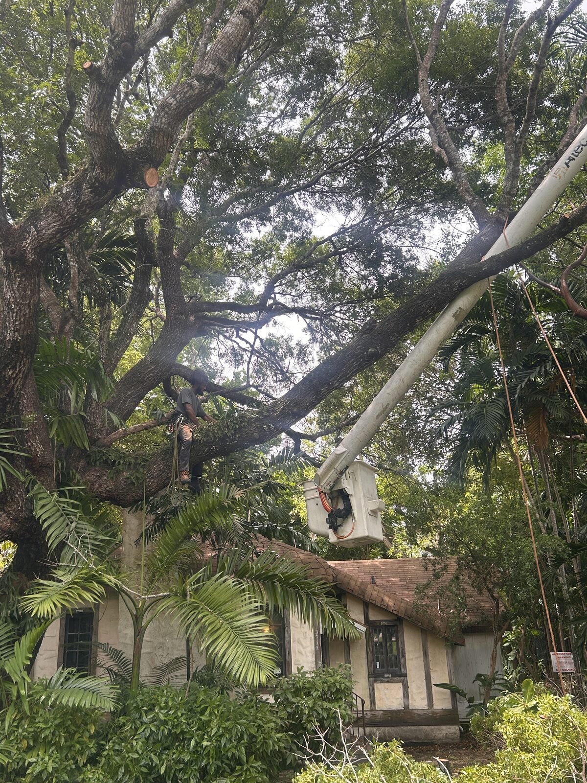 Climber and bucket truck pruning heavy limbs over a historic home in Coral Gables