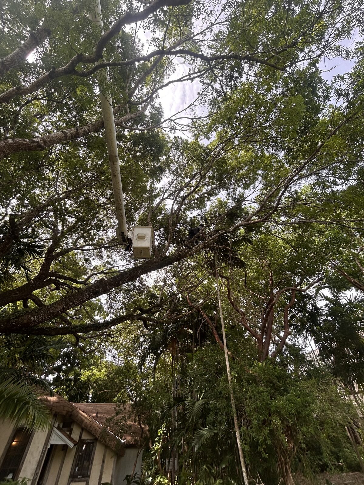 Bucket truck working high in a dense subtropical canopy during structural pruning