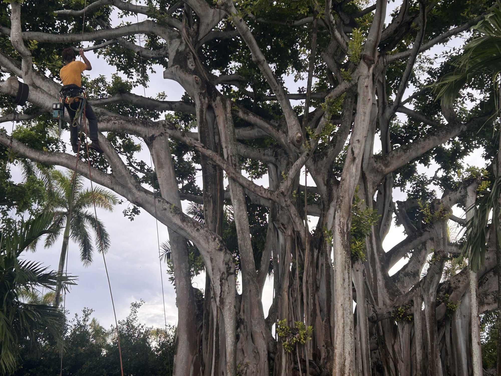 Arborist on rope and harness structurally pruning a large banyan tree in Coral Gables