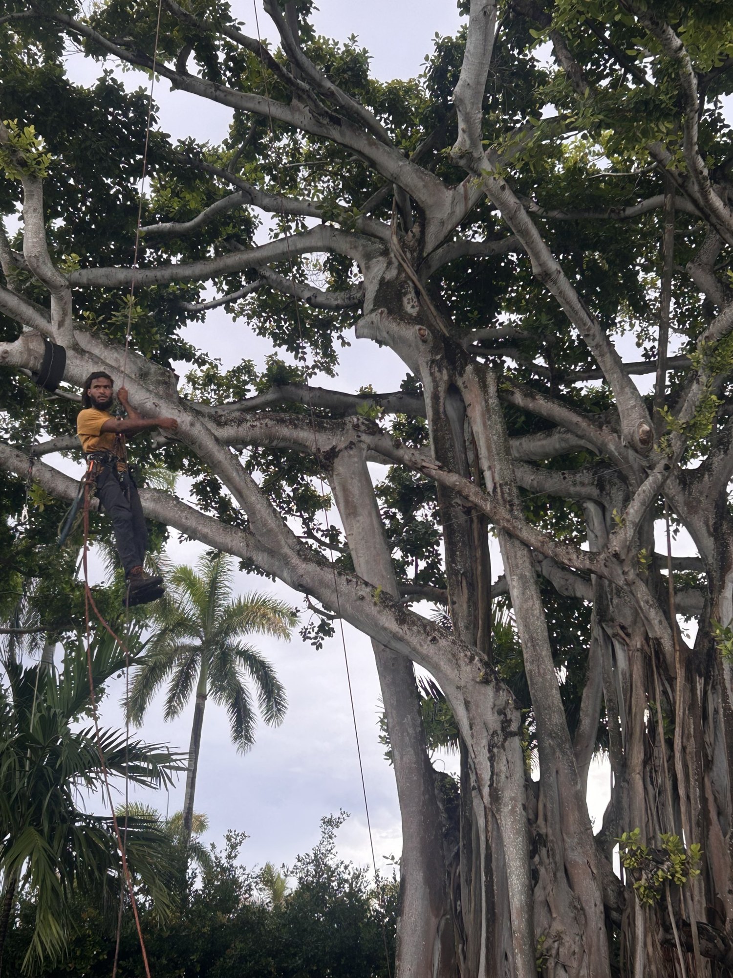 Arborist suspended on rope while pruning a banyan canopy in Pinecrest