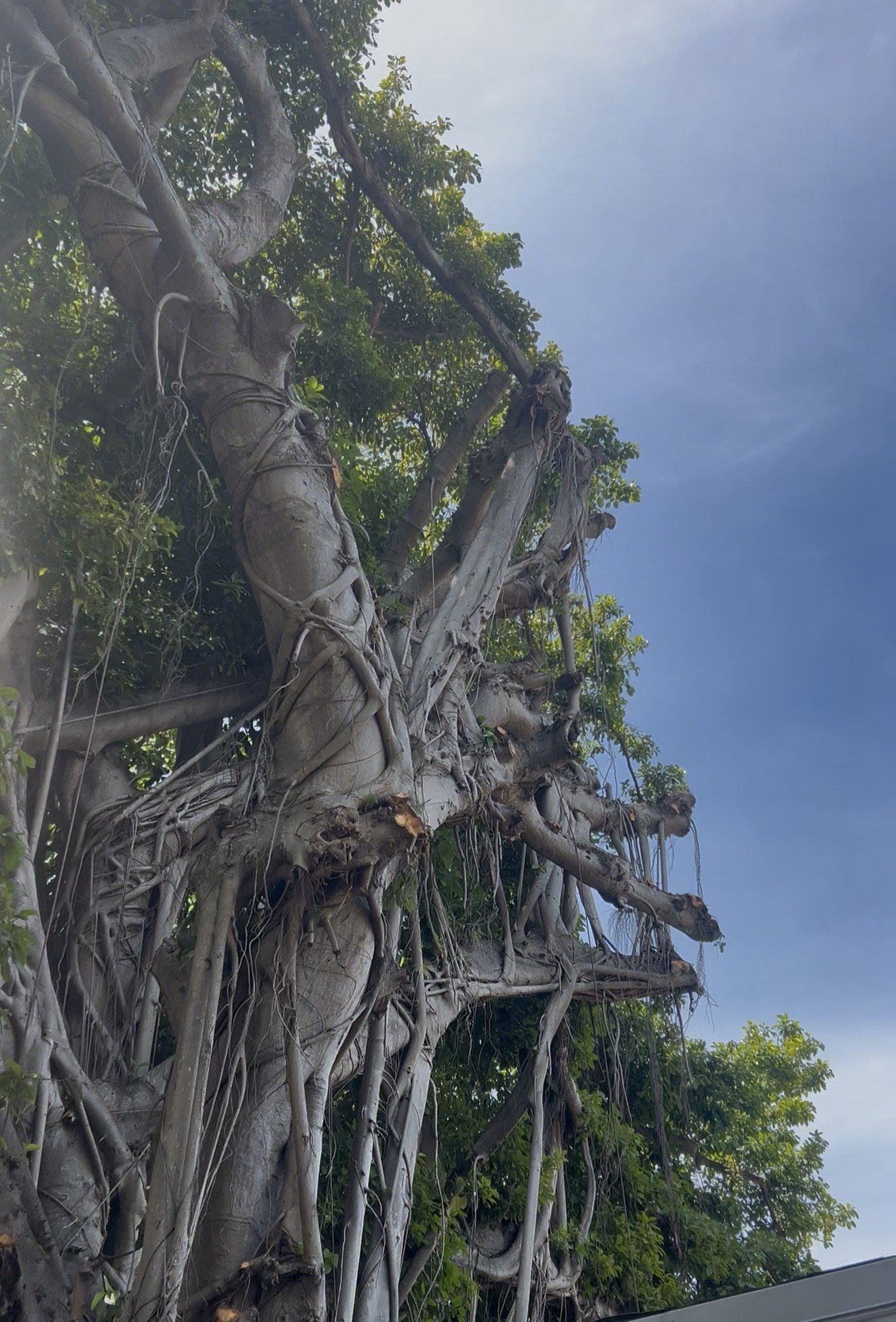 Clean reduction cuts on the limbs of a banyan tree in Miami Beach