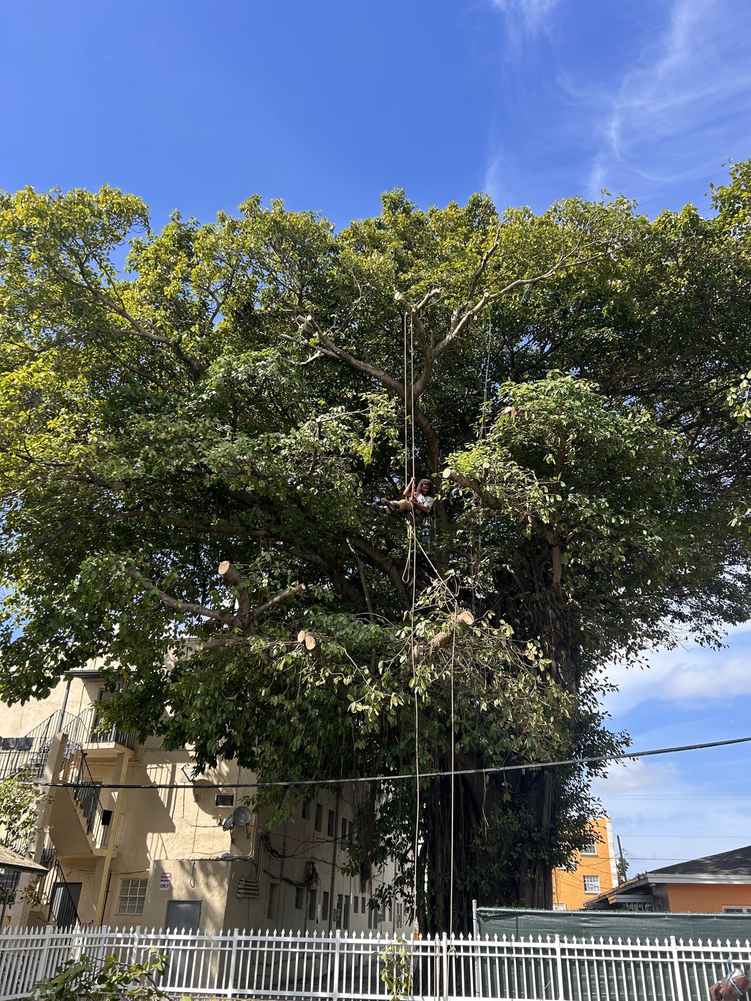 Arborist reducing a large ficus canopy over an apartment building in Little Havana