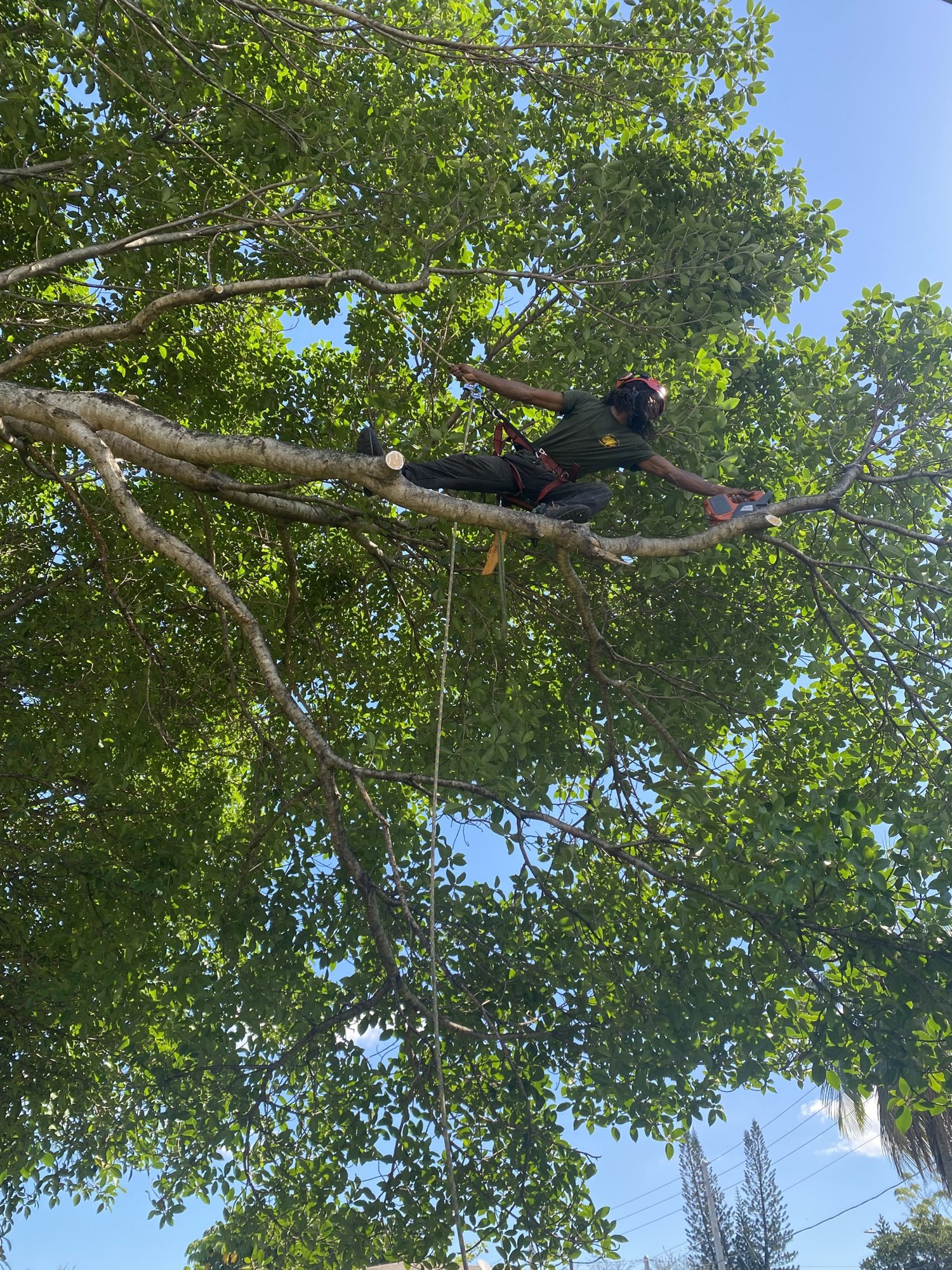 Arborist walking out on a limb to make a precise pruning cut in South Miami