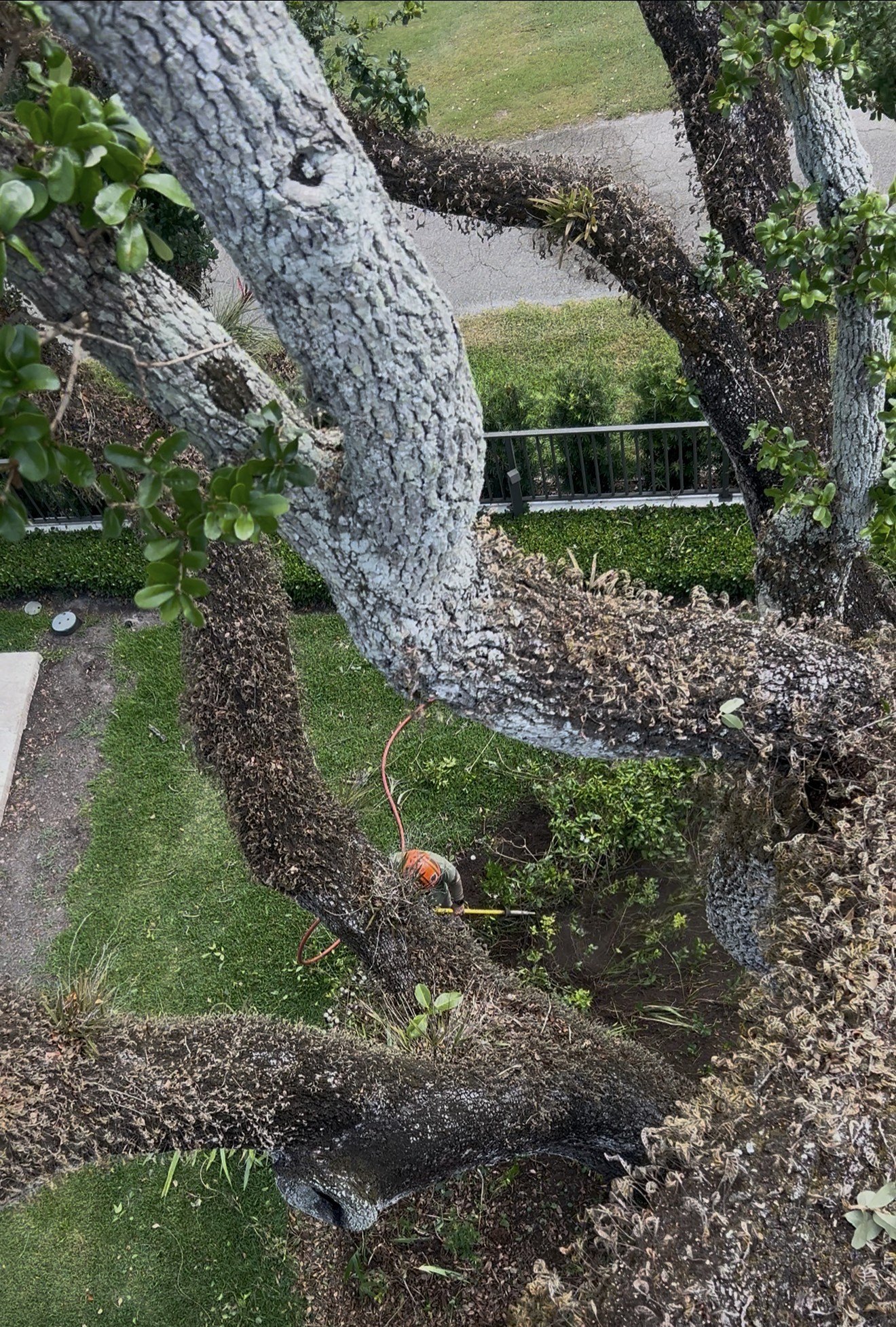 Overhead view from a live oak canopy with a groundman below in Key Biscayne