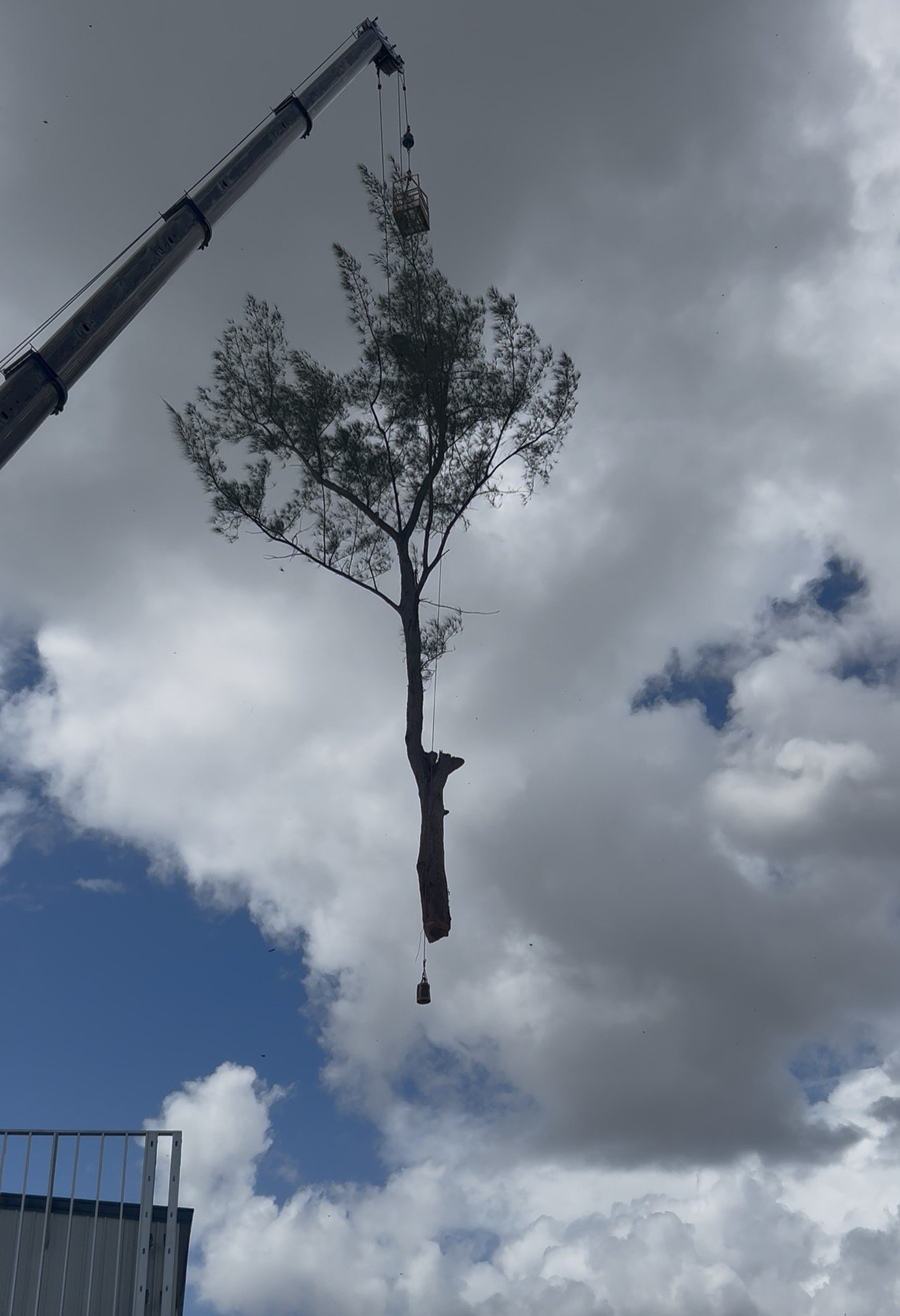 Crane lifting a whole tree section out of a commercial property in Doral