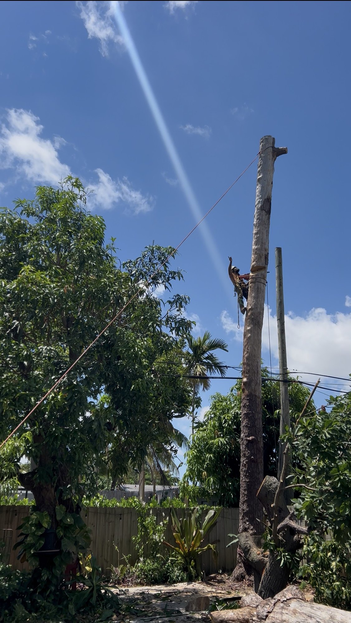 Arborist rigging down a tall spar near power lines in a Miami Shores backyard