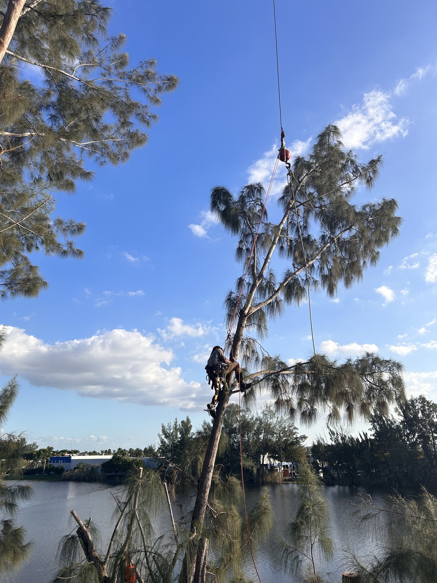 Climber attaching crane rigging to an Australian pine beside a lake in Miami Lakes