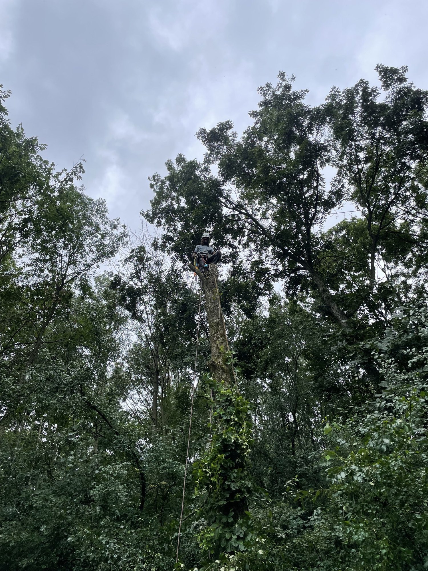 Arborist atop a spar while dismantling a tree in a wooded lot in Homestead